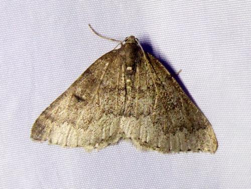 Aleucis distinctata